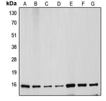CYCS / Cytochrome c Antibody (N-Terminus)