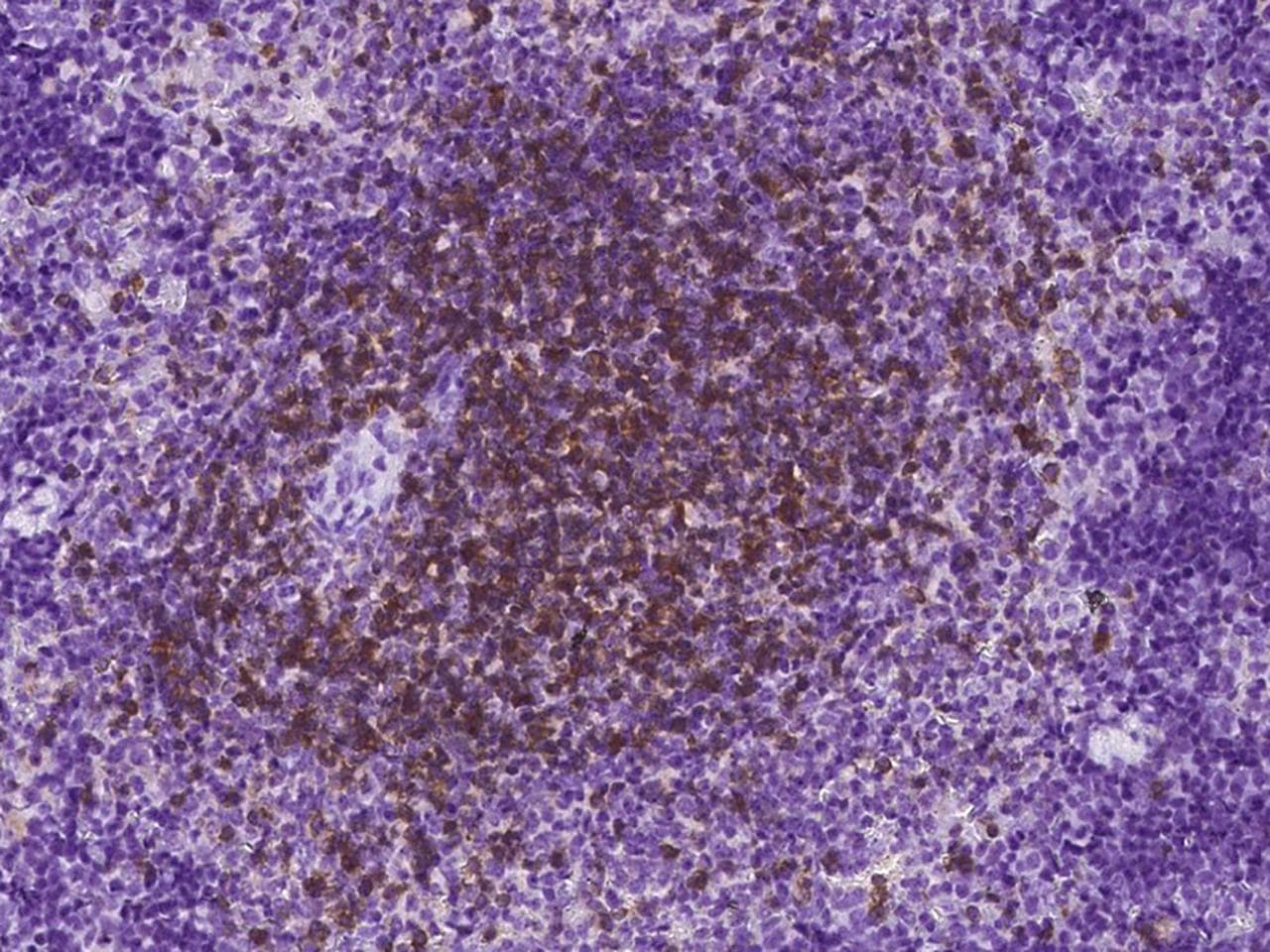 CD3E Antibody