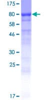 Human EFCAB7 Protein (Recombinant GST)