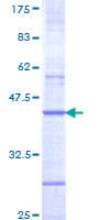 Human CHRNB4 Protein (Recombinant GST, N-terminus)