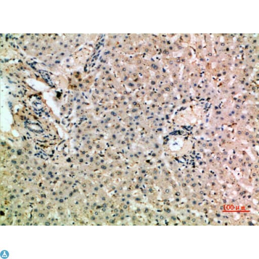 MSR1 / CD204 Antibody