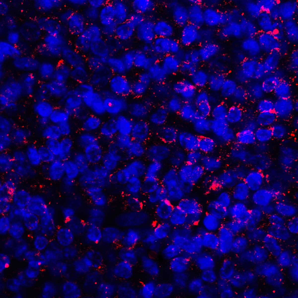 CD274 / B7-H1 / PD-L1 Antibody (clone 1D7)