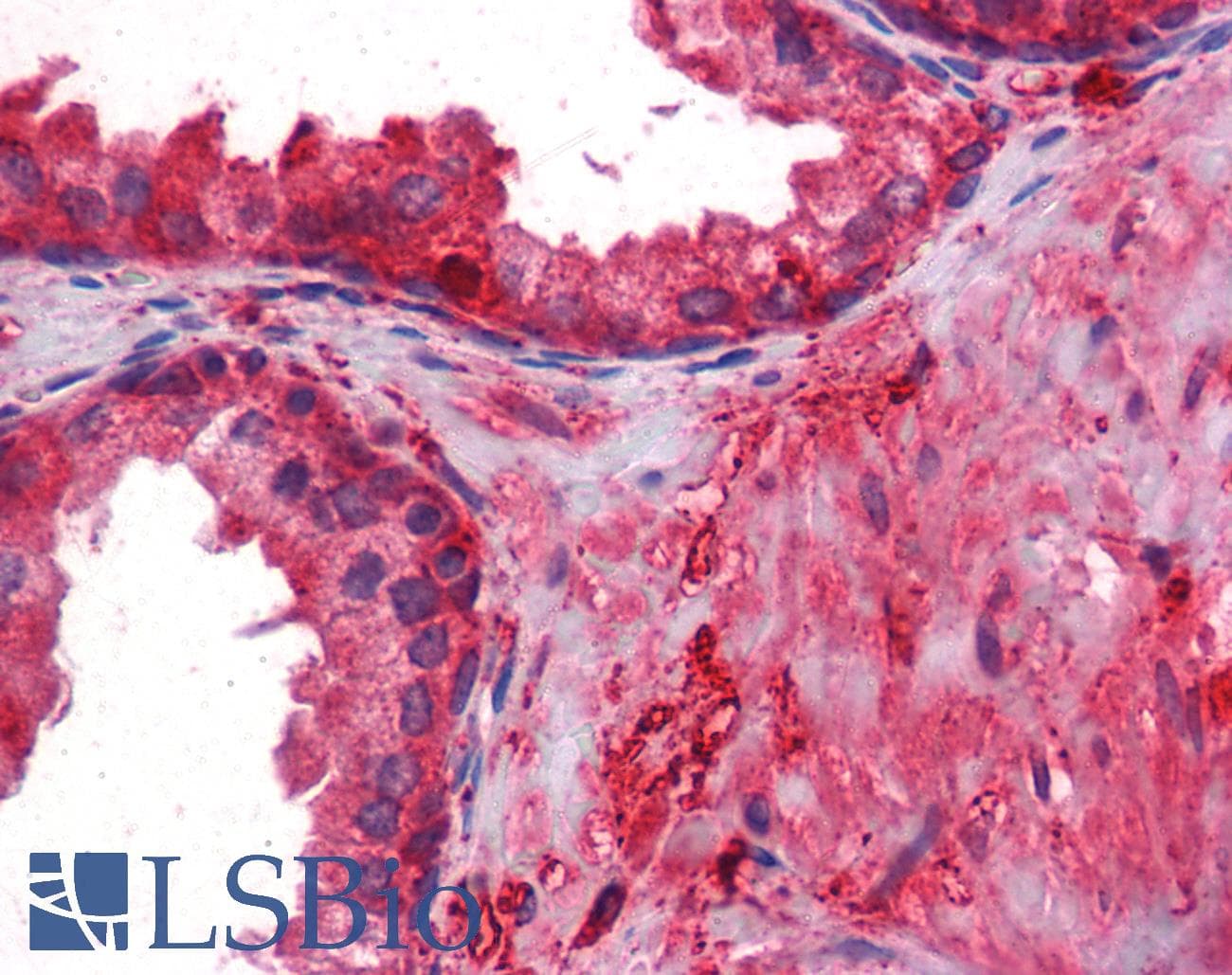 IHC-plus™ Monoclonal Mouse anti-Human PROZ / Protein Z Antibody (clone 2B4, IHC, WB)