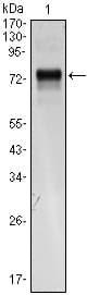 XBP1 Antibody (clone 1C4)