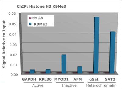 HIST3H3 Antibody (Me3-Lys9)