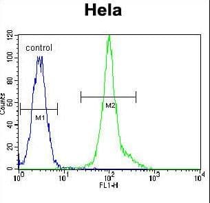 p56lck / LCK Antibody (aa480-509)