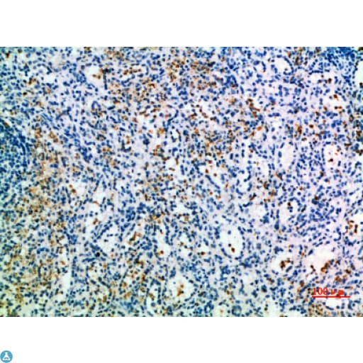 SIGLEC6 Antibody