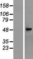 Human TRMT10C / RG9MTD1 Protein (Over-Expression Lysate Myc-DDK (Flag))