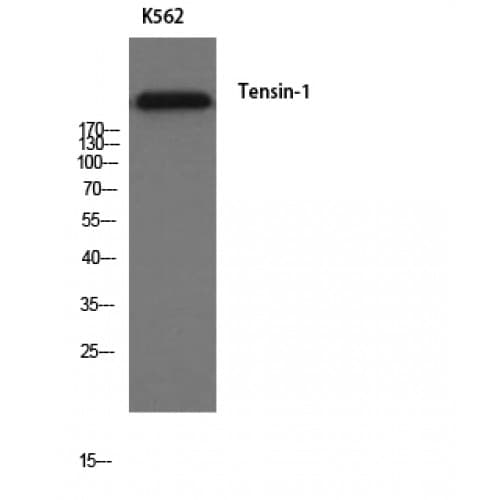 TNS1 / Tensin-1 Antibody
