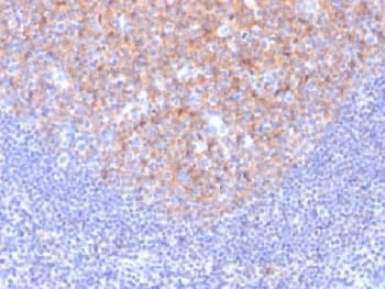CD81 Antibody (clone 1.3.3.22, Azide-free, BSA-free)