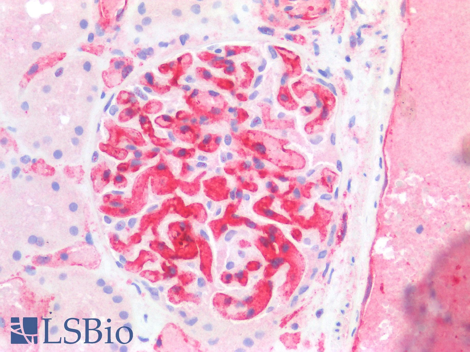 Monoclonal Mouse anti-Human CD34 Antibody (IHC, WB)