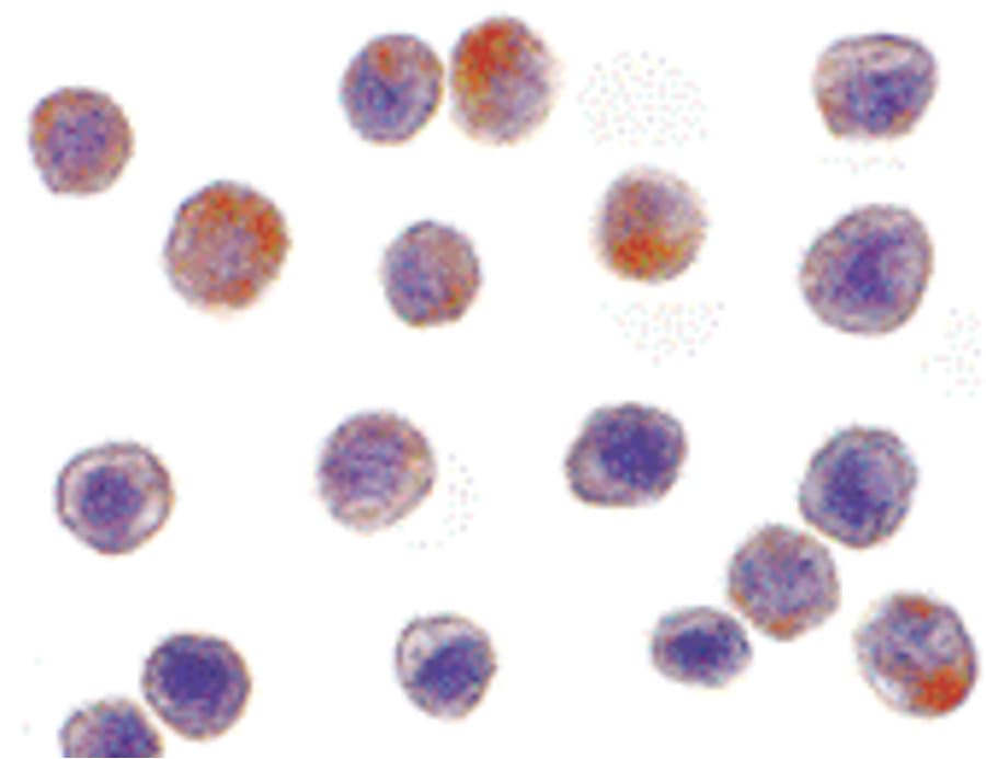 IHC-plus™ TRAF3 Antibody