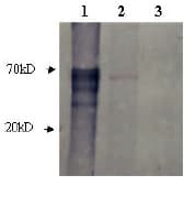 AR / Androgen Receptor Antibody (Preservative Free, Biotin)