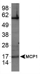 CCL2 / MCP1 Antibody (Internal, DY488)