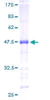 Human MYEF2 Protein (Recombinant GST)