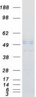 Human FKRP Protein (Recombinant Myc-DDK (Flag))