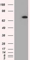 PDE4A / PDE4 Antibody (clone OTI3D4)