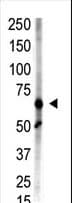 ZMIZ1 Antibody (aa1038-1067)