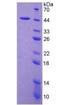 Mouse IL4 Protein (Recombinant His-GST)