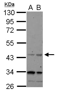 CHRFAM7A Antibody