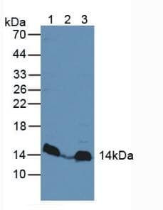LAMTOR3 / MP1 Antibody (aa1-124)