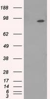 NTRK3 / TRKC Antibody (clone OTI2B8)