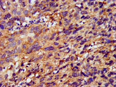 METAP1 Antibody