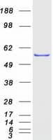 Human CCT4 / SRB Protein (Recombinant Myc-DDK (Flag))