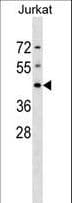 DHPS Antibody (aa16-43)