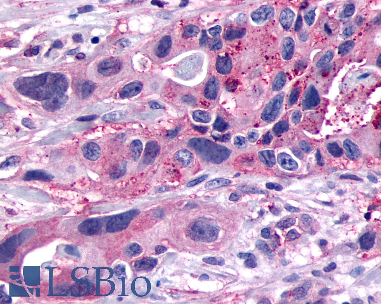 PathPlus™ PGR1 / GPR153 Antibody (Extracellular Domain)