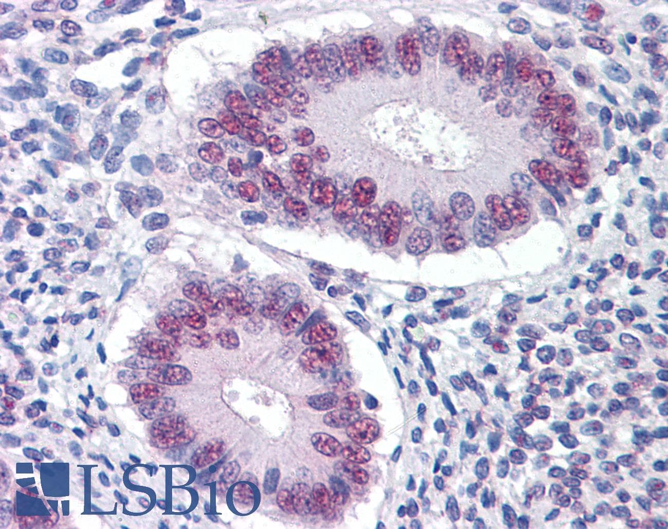 IHC-plus™ Monoclonal Mouse anti-Human DRAK1 / STK17A Antibody (clone 4D12, IHC, WB)