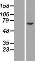 ORC2L / ORC2 Protein (Over-Expression Lysate Myc-DDK (Flag))