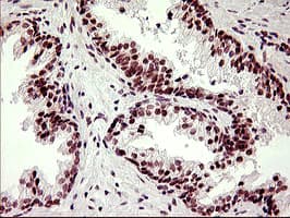 LMO2 Antibody (clone OTI1D7)