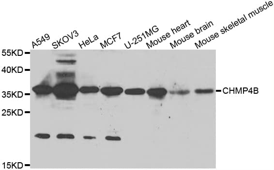 CHMP4B Antibody