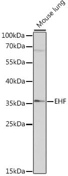 ESE3 / EHF Antibody