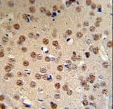FAM123B / WTX Antibody (aa681-708)