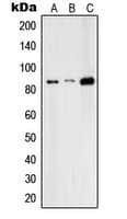 RFX3 Antibody (C-Terminus)
