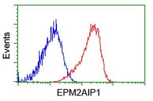 EPM2AIP1 Antibody (clone OTI1G9)