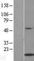 IL21 Protein (Over-Expression Lysate Myc-DDK (Flag))