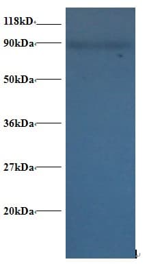 RPL38 / Ribosomal Protein L38 Antibody (Biotin)