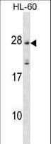 MS4A5 Antibody (aa22-48)