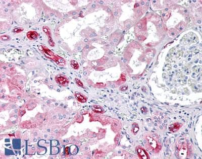 Monoclonal Rat anti-Mouse PIGR Antibody (clone 7C1, IHC, WB)
