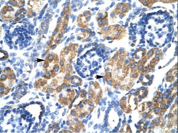 HSF2BP Antibody (N-Terminus)
