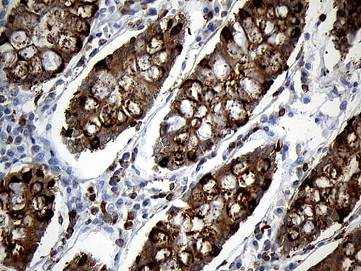 SH3BP1 Antibody (clone OTI1C9)