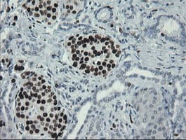 MAFB Antibody (aa32-320, clone OTI1E9)