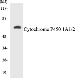 Cytochrome P450 CYP1A1/2 Antibody (aa49-98)