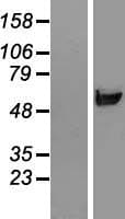 RNPEPL1 Protein (Over-Expression Lysate Myc-DDK (Flag))