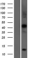 RAPSN Protein (Over-Expression Lysate Myc-DDK (Flag))