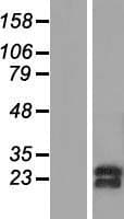 SNRPC / U1C Protein (Over-Expression Lysate Myc-DDK (Flag))