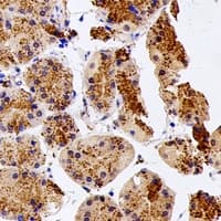 UCHL3 Antibody